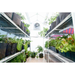 Solexx Garden Master Greenhouse With Plants